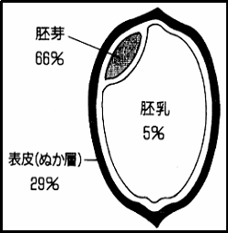 玄米の栄養成分の分布図